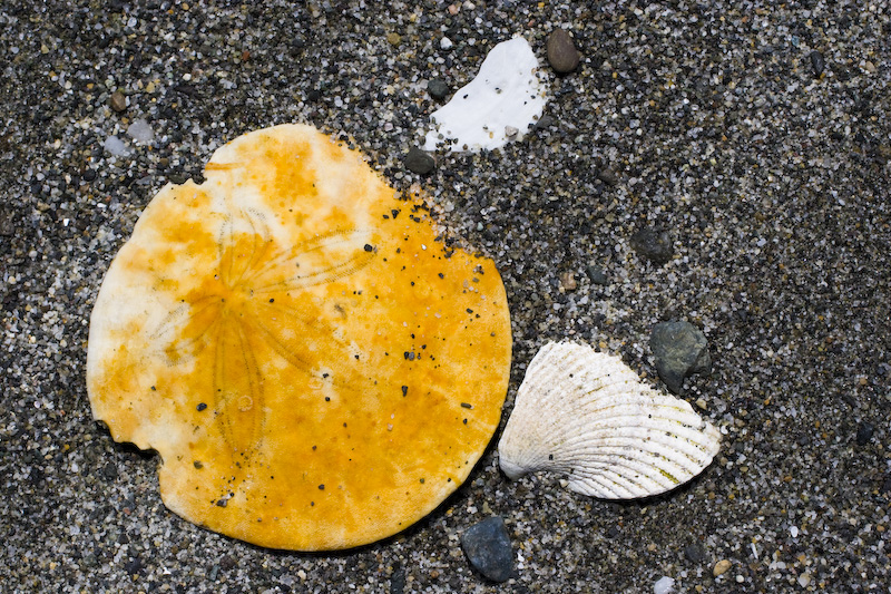 Sand Dollar And Broken Shells On Beach